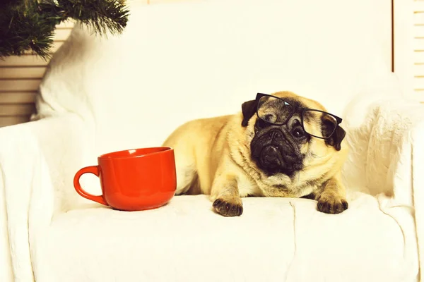 Cute pug dog with red mug isolated on studio background
