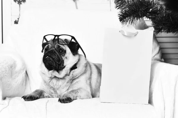 Lindo perro pug con gafas y paquete de compras —  Fotos de Stock