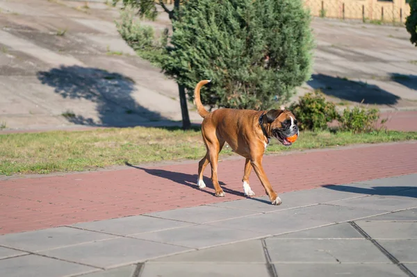 Boxer cão brincando com bola no pavimento cinza — Fotografia de Stock