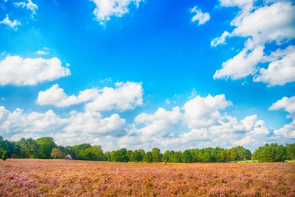 Vřesoviště s kvetoucí společné vřes — Stock fotografie