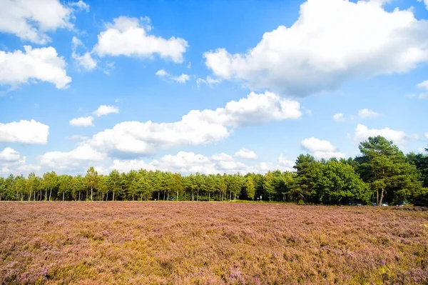 Çiçekli ortak heather ile araziler — Stok fotoğraf
