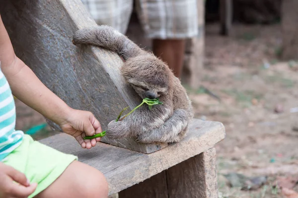 Sloth manger plante verte de la main des enfants — Photo