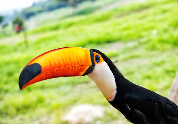 Toco Tukan pták v boca de valeria, Brazílie. — Stock fotografie