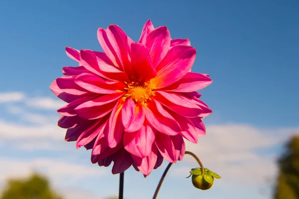 Dahila rosa Farbe — Stockfoto