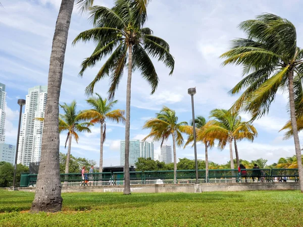 Palm trees, green grass and benches in Miami, USA