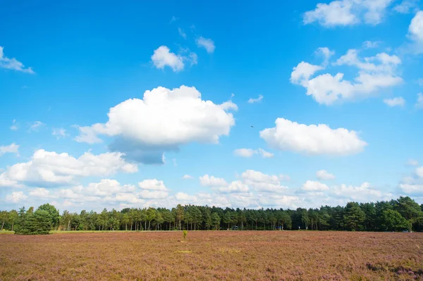 Heide met bloeiende gemeenschappelijk heather — Stockfoto