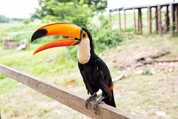 Toco toucan bird in boca de valeria, Brazilië. — Stockfoto