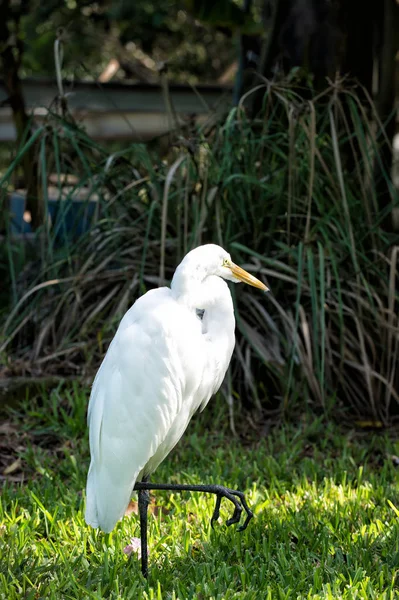 白い羽と自然の背景に黄色のくちばしを持つ鳥 — ストック写真