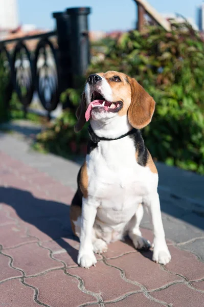 Perro paseando en el soleado día de verano al aire libre — Foto de Stock