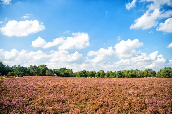 Vřesoviště s kvetoucí společné vřes — Stock fotografie