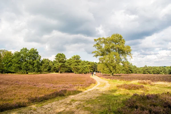 Heide met bloeiende gemeenschappelijk heather — Stockfoto
