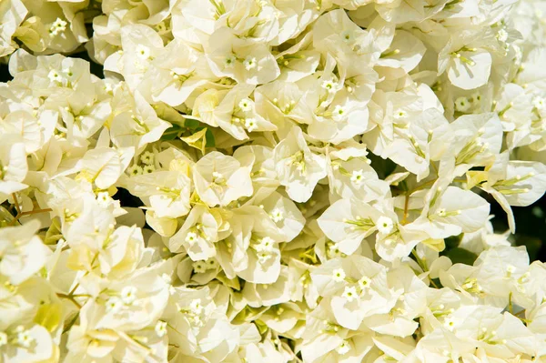 Fioritura fiore nella giornata di sole su sfondo floreale bianco — Foto Stock