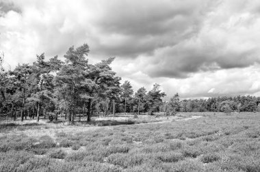 Çiçek açan fundaları, doğal arka planı olan Heathland.