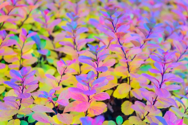 Roślina z kolorowych liści w Reykjavik, Islandia — Zdjęcie stockowe
