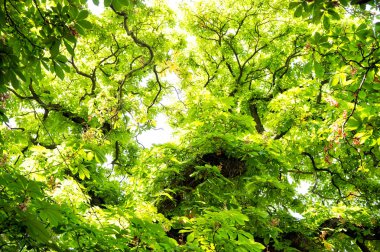 Prague, Çek Cumhuriyeti için yeşil yapraklarla kestane ağacı