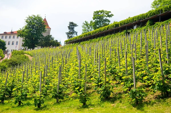 Vineyard on castle slope in Prague, Czech Republic