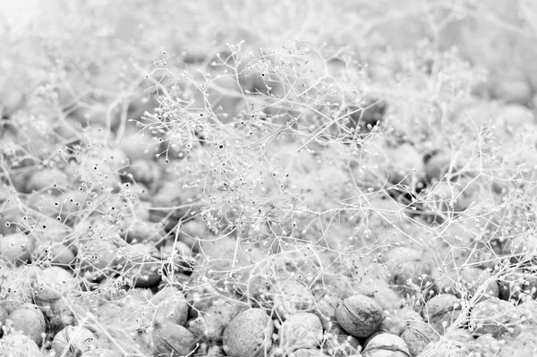 Noce con ramoscelli bianchi — Foto Stock