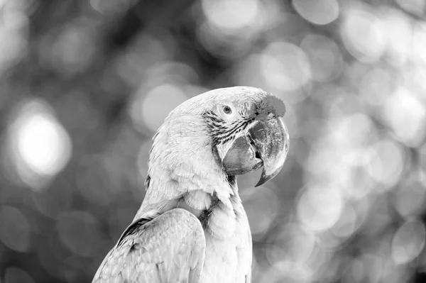 Green and red ara parrot outdoor — Stock Photo, Image