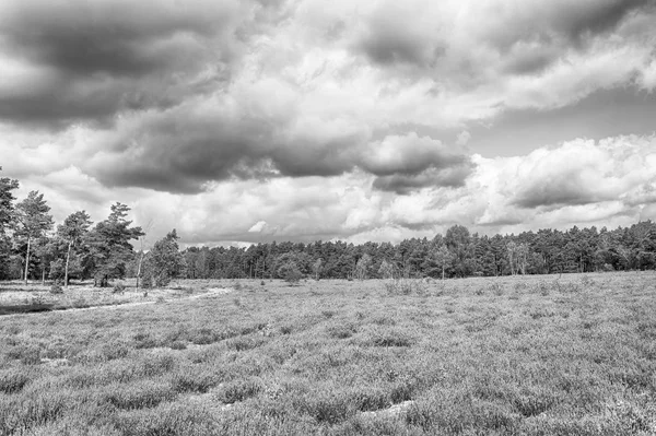 Heathland med blommande gemensam ljung, naturlig bakgrund — Stockfoto