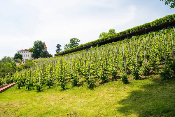 Vine plants in vineyard in Prague, Czech Republic