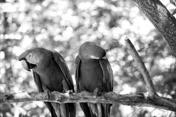 Дві червоні ара папуги на відкритому повітрі — стокове фото