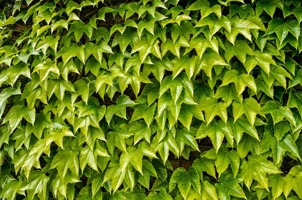 Mur de feuilles de plantes vertes en Cracovie, Pologne — Photo