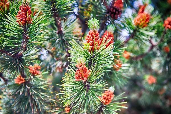 Dennenappel en naalden op fir tree in Krakau, Polen — Stockfoto