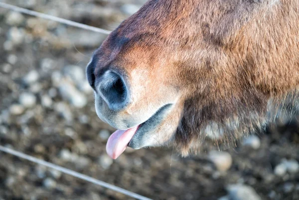 Muzzle of horse in Iceland — Stock Photo, Image