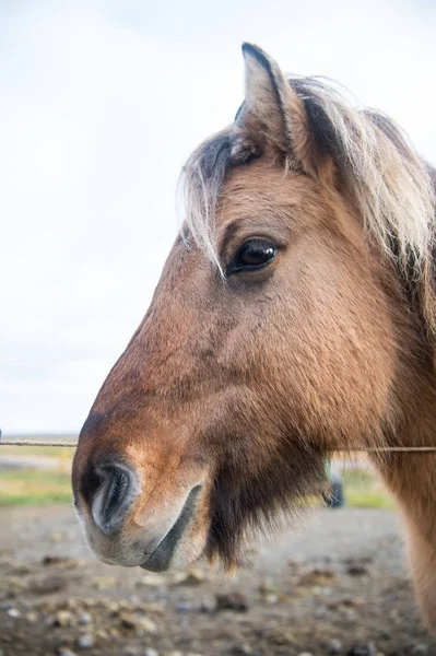 Horse head with mane in Iceland — Stock Photo, Image