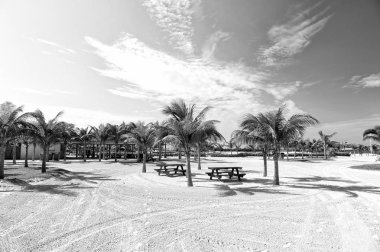 Yeşil palmiye ağacı sunny Beach