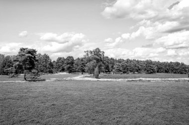 Çiçek açan fundaları, doğal arka planı olan Heathland.