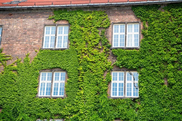 Planta de hiedra en la pared de la casa de ladrillo rojo en Krakow, Polonia — Foto de Stock