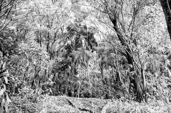 Green tropical jungle wood or rainforest with exotic palm tree — Stock Photo, Image