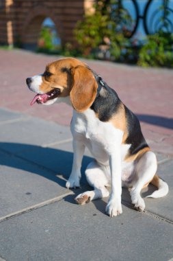 Köpek güneşli yaz günü açık havada oturmak. Köpek yavrusu kiremitli kaldırımda beyaz, kahverengi ve siyah saçlı. Pet ve Evcil hayvan. Empati, arkadaş, arkadaşlık kavramı