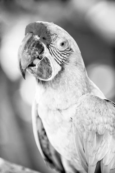 Gröna ara Ara papegoja utomhus — Stockfoto
