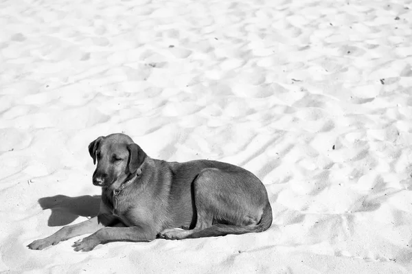 Perro marrón en la colocación en arena de playa blanca —  Fotos de Stock