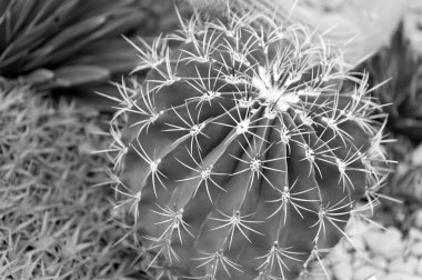 dikenler ile yeşil dikenli kaktüs çiçek