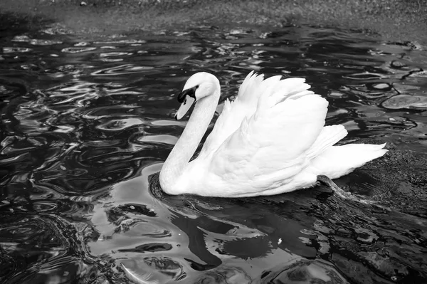 Hermoso cisne pájaro con pluma blanca nadar en el agua — Foto de Stock