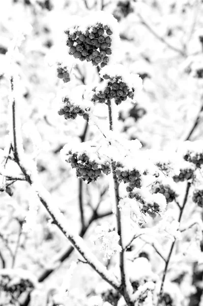 Red ashberry and white snow — Stock Photo, Image