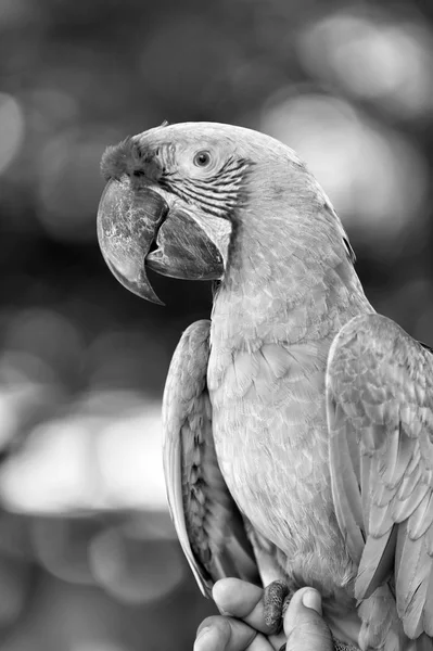 Açık yeşil ara papağan — Stok fotoğraf
