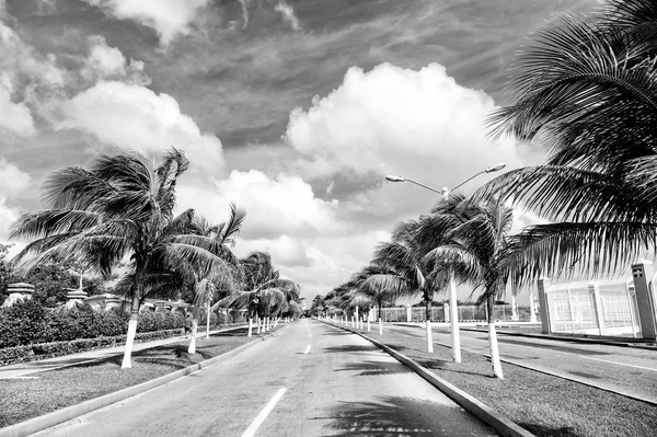 Palmeiras no vento perto da estrada — Fotografia de Stock