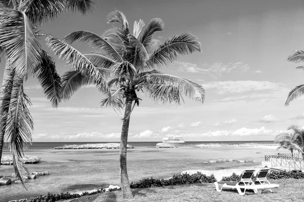 Palmier vert sur la plage ensoleillée — Photo