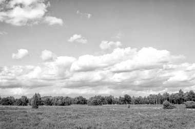 Çiçek açan fundaları, doğal arka planı olan Heathland.