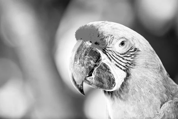 Yeşil ara Amerika papağanı papağan açık — Stok fotoğraf