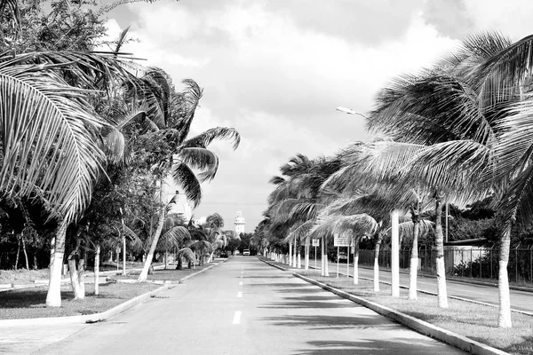 Street road or track with green palm trees, Cozumel, México —  Fotos de Stock