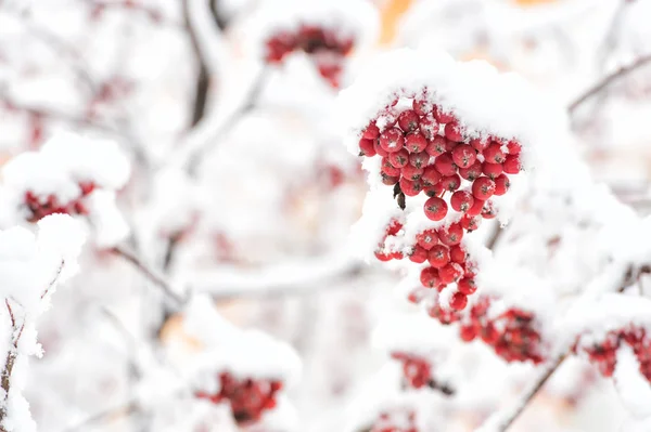 Rowan Tree Pokryte Śniegiem Gałęzie Czerwone Jagody Mróz Zima Tle — Zdjęcie stockowe