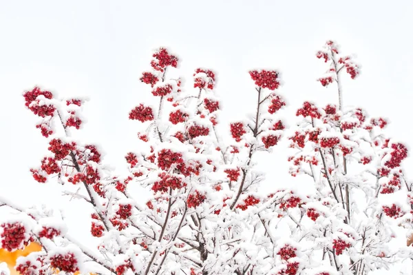 Takken Met Rode Bessen Vorst Rowan Boom Bedekt Met Sneeuw — Stockfoto