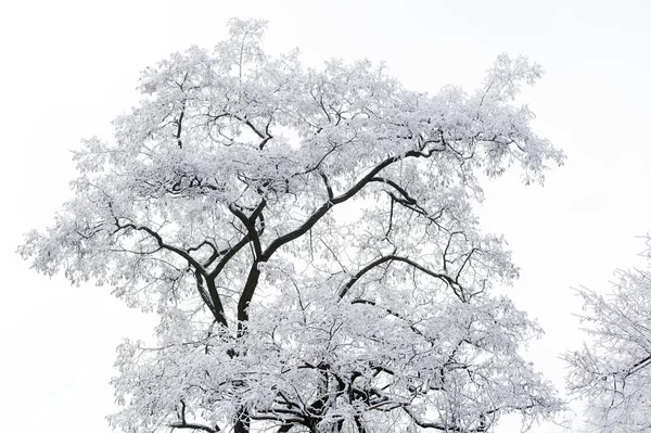 Árbol cubierto de nieve sobre fondo nebuloso del cielo —  Fotos de Stock