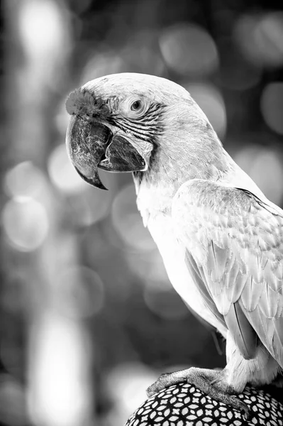 Green ara parrot outdoor — Stock Photo, Image