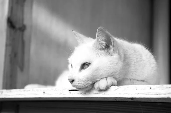 Entzückendes Katzen- oder Kätzchen-Haustier mit weißem Fell, das auf Holz liegt — Stockfoto